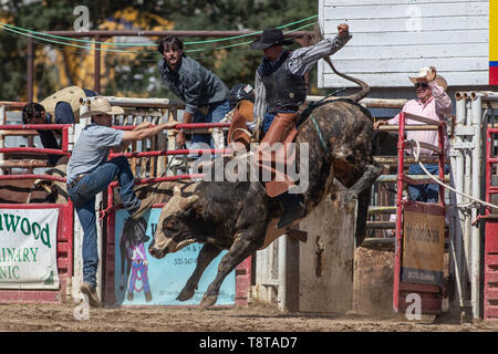 Rodeo Maßnahmen auf der Cottonwood Rodeo im nördlichen Kalifornien. Stockfoto