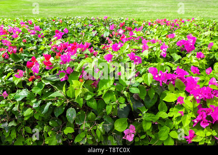 Dekorative ordentlich getrimmten Büsche in den Park entlang dem Kopfsteinpflaster. Stockfoto