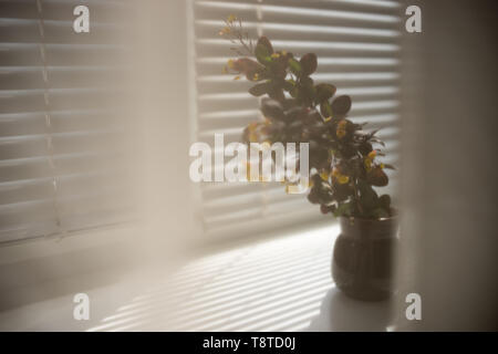 Niederlassungen der Berberitze Bush mit blühenden gelben Blüten in einem kleinen Keramik Vase. Sonnenlicht durch die Jalousien auf der Fensterbank mit einem schönen Blumenstrauß Stockfoto