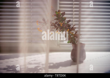 Niederlassungen der blühende Berberitze mit gelben kleinen Blüten in einem kleinen Keramik Vase auf der Fensterbank Stockfoto