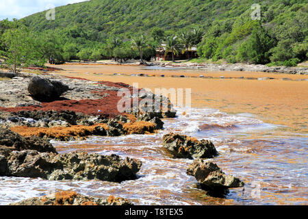 Sargasso behindern die Hölle tor Lagune, Anse Bertrand, Guadeloupe, Karibische Inseln, Frankreich Stockfoto