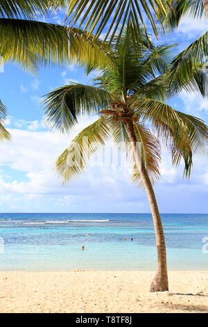 Palm Tree an einem einsamen Strand, Guadeloupe, Karibische Inseln, Frankreich Stockfoto