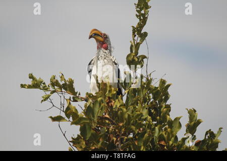 Nach Gelb Billed hornbill in einem Baum Stockfoto