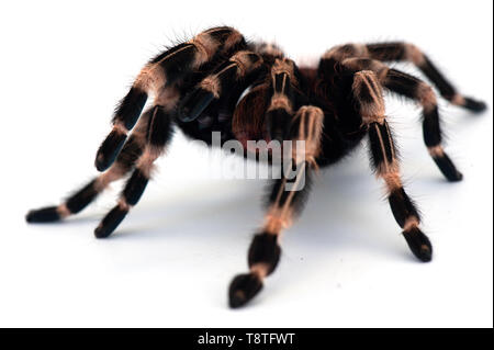 Birdeating Spinne isoliert auf weißem Hintergrund Stockfoto