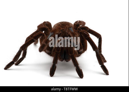 Birdeating Spinne isoliert auf weißem Hintergrund Stockfoto