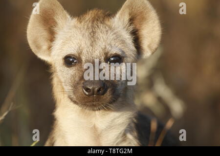 Juvenile hyäne Cub in der frühen Morgensonne Stockfoto