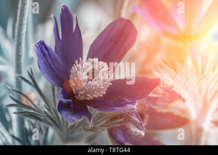 Schönen lila flauschige Blume orientalische Pulsatilla patens Küchenschelle im frühen Frühling. Stockfoto