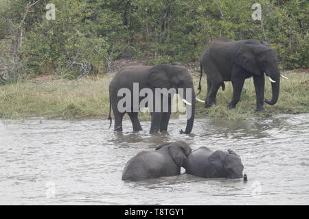 Schwimmen Elefanten im Pioneer Dam, in der Nähe von mopani Camp Stockfoto