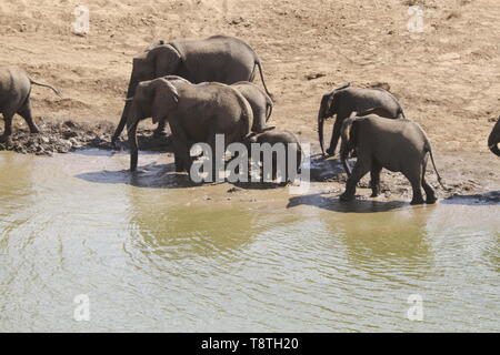 Elefantenherde trinken aus River Bed Stockfoto