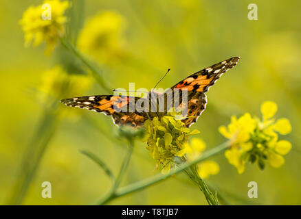 Näheren Betrachtung Painted Lady hell orange Schmetterling mit Gesicht Augen und Rüssel sitzen auf Gelb wilde mistard Blumen. Stockfoto