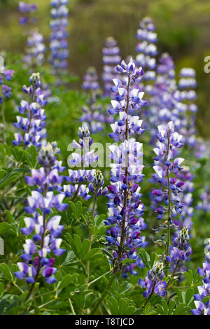In der Nähe der seitlichen Betrachtungswinkel und violette und weiße Lupine Wildblumen blühen in Kalifornien. Stockfoto