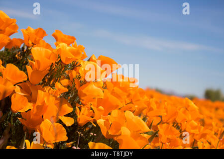 In der Nähe der seitlichen Betrachtungswinkel Kalifornien hell orange Mohn blüht unter blauem Himmel. Stockfoto