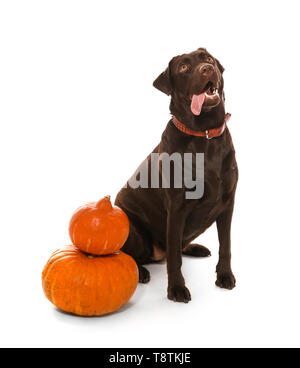 Süßer Hund und Halloween Kürbisse auf weißem Hintergrund Stockfoto