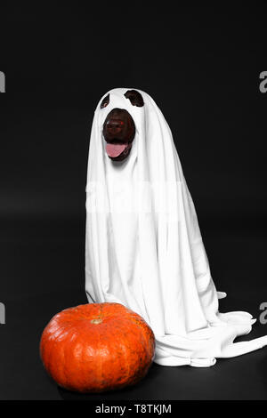 Süßer Hund in Ghost Kostüm und Halloween Kürbis auf dunklem Hintergrund Stockfoto