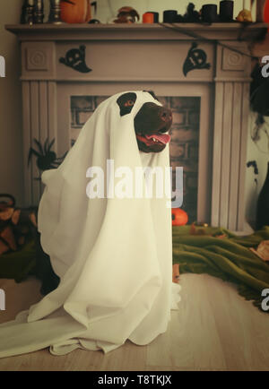 Süßer Hund in Ghost Kostüm in der Nähe von Kamin für Halloween Stockfoto