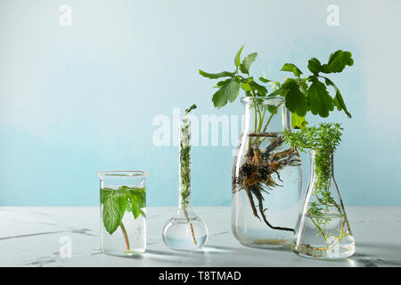 Glaswaren mit Kräutern auf Licht Tabelle Stockfoto