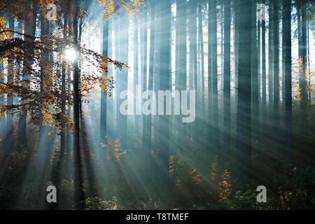 Sonnenstrahlen leuchten zwischen Baumstämmen im Herbst Wald, Mischwald aus Fichten und Buchen, Mansfeld-Südharz, Sachsen-Anhalt, Deutschland Stockfoto