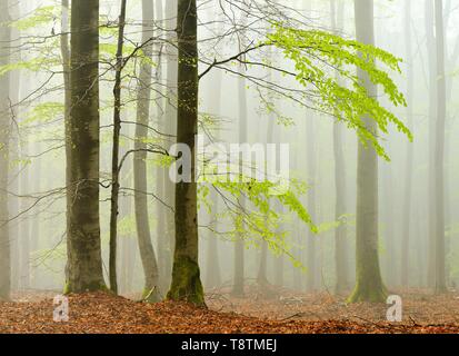 Buchenwälder im Frühjahr im dichten Nebel, frische grüne Blätter, Naturpark Kellerwald-Edersee, Hessen, Deutschland Stockfoto