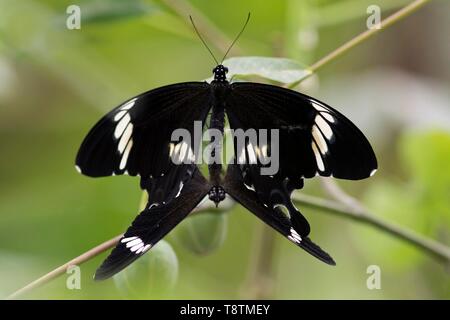 Schmetterling Rot Helen bei der Kopulation (Papilio helenus), Kinabalu National Park, Sabah, Borneo, Malaysia Stockfoto