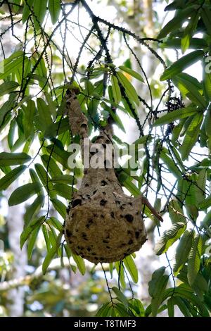 Hornissen (Vespa tropica), Nest im Baum hängt, Dschungel des Kinabatangan Flusses, Sabah, Borneo, Malaysia Stockfoto