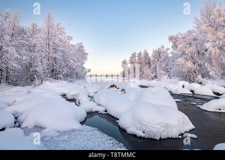 Schneebedeckte Bäume auf einem Fluss, Fluss Landschaft im Winter, Pallas-Yllastunturi Nationalpark, Muonio, Lappland, Finnland Stockfoto