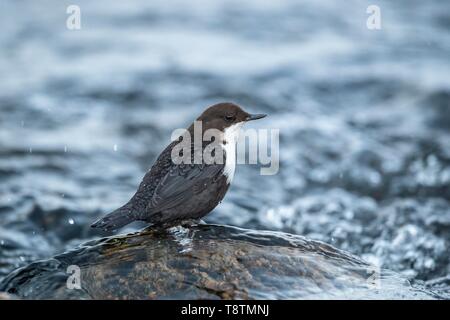 Wasseramsel (Cinclus cinclus) steht auf Stein im Fluss, Lappland, Finnland Stockfoto