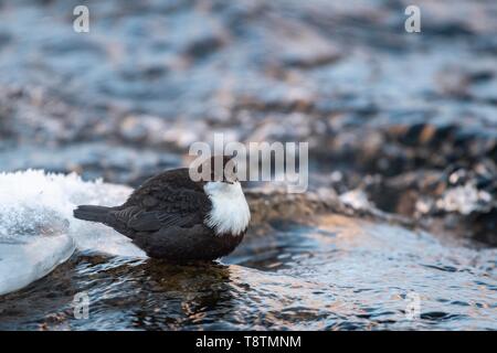 Wasseramsel (Cinclus cinclus), in den Fluss, Lappland, Finnland Stockfoto