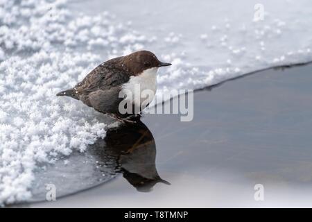 Wasseramsel (Cinclus cinclus) auf Eis durch das Wasser, Lappland, Finnland Stockfoto