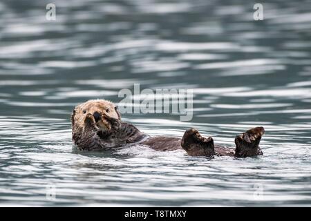 Seeotter (Enhydra lutris) schwimmt auf dem Rücken, Seward, Alaska, USA Stockfoto