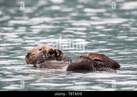 Seeotter (Enhydra lutris) schwimmt auf dem Rücken, Seward, Alaska, USA Stockfoto