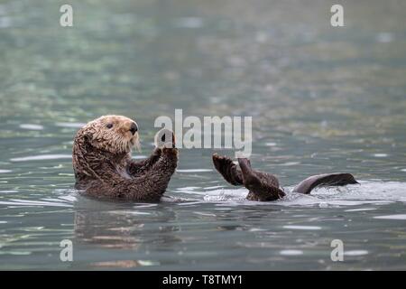 Seeotter (Enhydra lutris) schwimmt auf dem Rücken, Seward, Alaska, USA Stockfoto