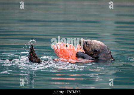 Seeotter (Enhydra lutris) isst Fisch im Wasser, Seward, Alaska, USA Stockfoto