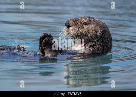 Seeotter (Enhydra lutris) schwimmt auf der Rückseite, Tier Portrait, Seward, Alaska, USA Stockfoto