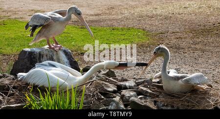 Rosa-backed Pelikanen (Pelecanus rufescens), Mutter Tier mit junge Vögel füttern, Captive, Nordrhein-Westfalen, Deutschland Stockfoto