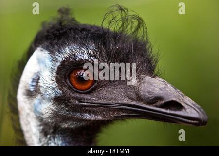 Nandu (Rhea americana), Tier Portrait, Captive, Nordrhein-Westfalen, Deutschland Stockfoto