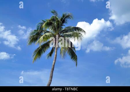 Palm Tree vor blauer Himmel mit weißen Wolken, Pattaya, Chonburi, Thailand Stockfoto