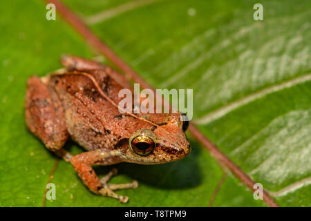 Lesser Antillen Pfeifen Frosch (Eleutherodactylus johnstonei) Stockfoto