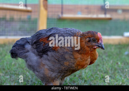 Hahn Huhn im Hinterhof chicken run. Stockfoto