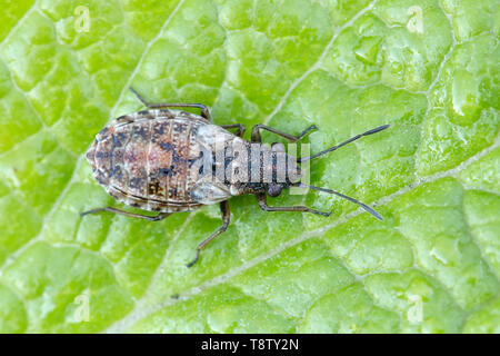 Nithecus jacobaeae Saatgut Fehler, Stockfoto