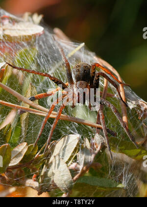 Raft Spinne, Dolomedes fimbriatus, ein weiblicher Bewachung Nest Stockfoto