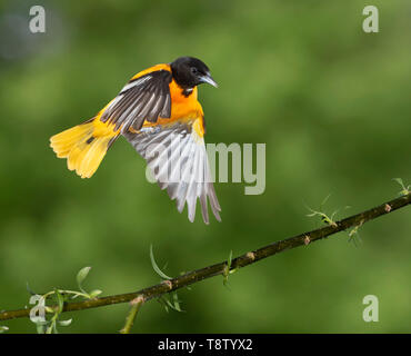 Baltimore Oriole (Icterus galbula) männliche Landung auf einem Zweig, Iowa, USA Stockfoto