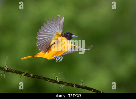 Baltimore Oriole (Icterus galbula) Männlich aus einem Zweig, Iowa, USA Stockfoto