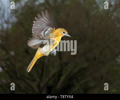 Baltimore Oriole (Icterus galbula) Weibliche fliegen, Iowa, USA Stockfoto