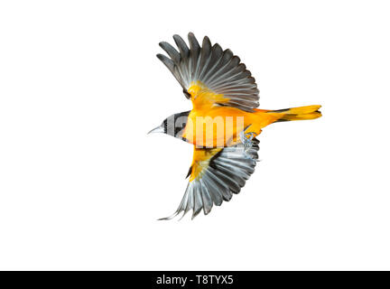 Baltimore Oriole (Icterus galbula) männliche Fliegen, auf weißem Hintergrund. Stockfoto