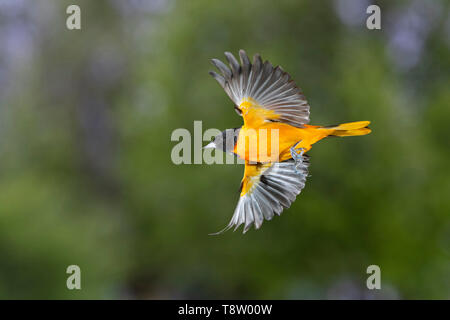 Baltimore Oriole (Icterus galbula) Männliche fliegen, Iowa, USA Stockfoto