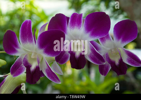 Tha t Thailand, orchid Stem von lila Blumen im Garten Stockfoto