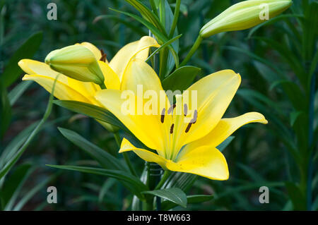 Chiang Rai Thailand, gelb blühende Lilie Pflanze Stockfoto