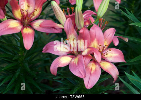 Chiang Rai Thailand, Rosa und Gelb bunt blühende Lilie Pflanze Stockfoto