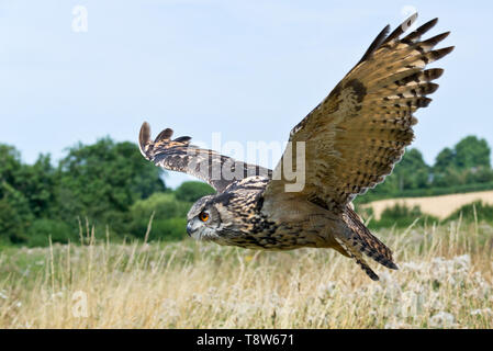 Ein europäischer Uhu in den Wiesen an der Schleiereule Zentrum von Gloucestershire, England, Großbritannien Stockfoto