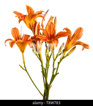 Blume orange Daylily isoliert auf einem weißen Stockfoto